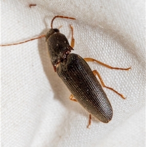 Monocrepidus sp. (genus) at Higgins, ACT - 6 Dec 2024