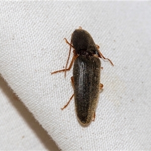 Monocrepidus sp. (genus) at Higgins, ACT - 6 Dec 2024