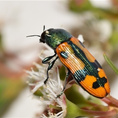 Castiarina scalaris (Scalaris jewel beetle) at Jerrabomberra, NSW - 6 Dec 2024 by DianneClarke