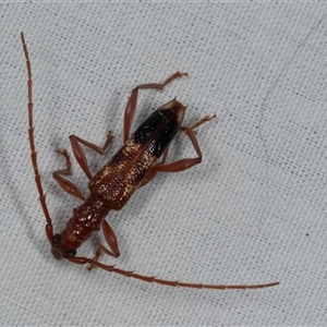 Atesta stigmosa (Longhorn or Longicorn beetle) at Higgins, ACT by AlisonMilton