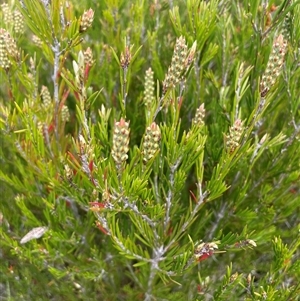 Callistemon pityoides at Tharwa, ACT - 28 Nov 2024 10:49 AM