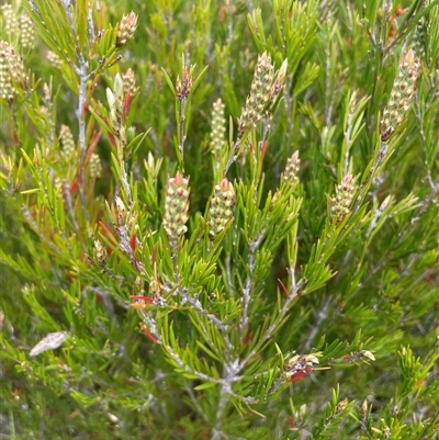 Callistemon pityoides (Alpine Bottlebrush) at Tharwa, ACT - 28 Nov 2024 by nathkay