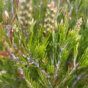 Callistemon pityoides at Tharwa, ACT - 28 Nov 2024 10:49 AM