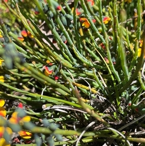 Sphaerolobium minus (Globe-pea) at Cotter River, ACT by nathkay