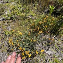 Sphaerolobium minus at Cotter River, ACT - 2 Dec 2024