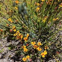 Sphaerolobium minus at Cotter River, ACT - 2 Dec 2024