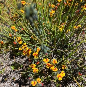 Sphaerolobium minus at Cotter River, ACT - 2 Dec 2024 02:24 PM