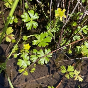 Ranunculus amphitrichus at Cotter River, ACT - 2 Dec 2024