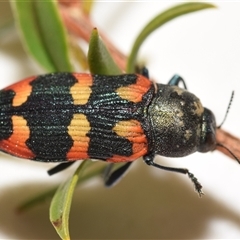 Castiarina sexplagiata (Jewel beetle) at Jerrabomberra, NSW - 6 Dec 2024 by DianneClarke