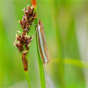 Corynophora lativittalis at Tharwa, ACT by DPRees125