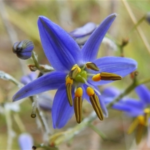 Dianella revoluta var. revoluta (Black-Anther Flax Lily) at Tennent, ACT by JohnBundock