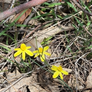 Tricoryne elatior (Yellow Rush Lily) at Fadden, ACT by Janekemble66