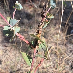 Unidentified Eucalyptus Gall at Fadden, ACT - 2 Aug 2024 by Janekemble66