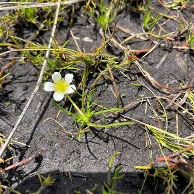 Ranunculus millanii (Dwarf Buttercup) at Cotter River, ACT - 26 Nov 2024 by nathkay