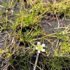 Ranunculus millanii at Cotter River, ACT - 26 Nov 2024 12:01 PM