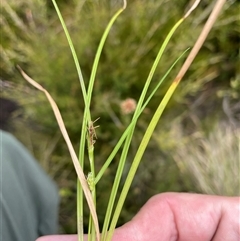 Carex sp. at Cotter River, ACT - 26 Nov 2024 by nathkay