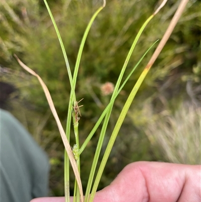 Carex sp. at Cotter River, ACT - 26 Nov 2024 by nathkay