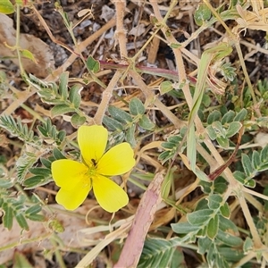 Tribulus terrestris at Birdsville, QLD - 2 May 2024