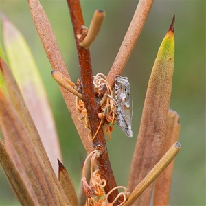 Olethreutinae (subfamily) at Cotter River, ACT - 5 Dec 2024 01:25 PM