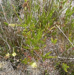 Callistemon pityoides (Alpine Bottlebrush) at Rendezvous Creek, ACT by nathkay