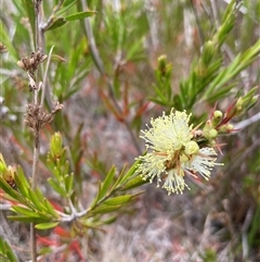 Callistemon pityoides at Rendezvous Creek, ACT - 29 Nov 2024 12:10 PM