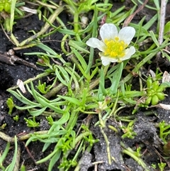 Ranunculus millanii (Dwarf Buttercup) at Rendezvous Creek, ACT - 29 Nov 2024 by nathkay