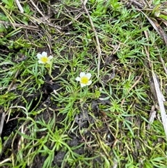 Ranunculus millanii at Rendezvous Creek, ACT - 29 Nov 2024 01:46 PM