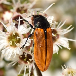 Castiarina subpura at Jerrabomberra, NSW - 6 Dec 2024 04:03 PM