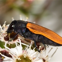 Castiarina subpura at Jerrabomberra, NSW - 6 Dec 2024