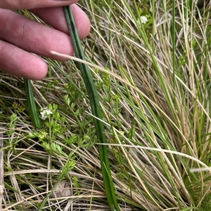 Thelymitra sp. at Rendezvous Creek, ACT - suppressed