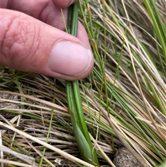 Thelymitra sp. at Rendezvous Creek, ACT - suppressed