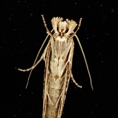 Moerarchis inconcisella (A tineid moth) at Cook, ACT - 29 Nov 2024 by CathB