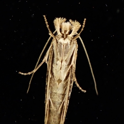 Moerarchis inconcisella (A tineid moth) at Cook, ACT - 29 Nov 2024 by CathB