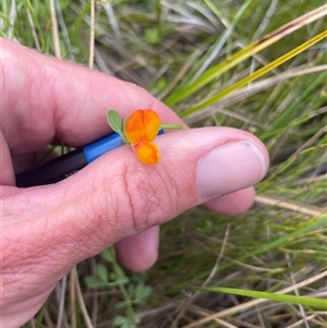 Lotus corniculatus (Birds-Foot Trefoil) at Cotter River, ACT by nathkay