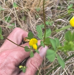 Lotus corniculatus (Birds-Foot Trefoil) at Cotter River, ACT - 28 Nov 2024 by nathkay