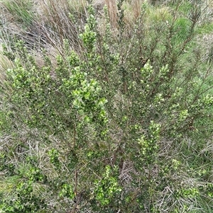 Olearia myrsinoides at Cotter River, ACT - 29 Nov 2024