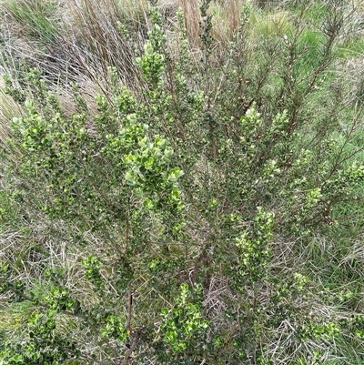 Olearia myrsinoides (Blush Daisy Bush) at Cotter River, ACT - 28 Nov 2024 by nathkay