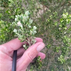 Olearia myrsinoides at Cotter River, ACT - 29 Nov 2024