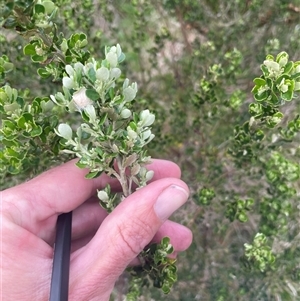 Olearia myrsinoides at Cotter River, ACT - 29 Nov 2024