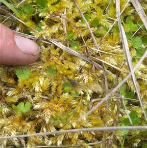 Sphagnum sp. (genus) at Cotter River, ACT - 29 Nov 2024 09:29 AM