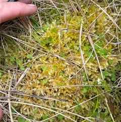 Sphagnum sp. (genus) at Cotter River, ACT - 29 Nov 2024 09:29 AM