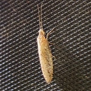 Zachobiella sp. (genus) (A brown lacewing) at Cook, ACT by CathB