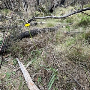 Craspedia aurantia var. jamesii (Large Alpine Buttons) at Cotter River, ACT by nathkay