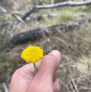 Craspedia aurantia var. jamesii at Cotter River, ACT - suppressed