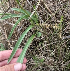 Craspedia aurantia var. jamesii at Cotter River, ACT - suppressed