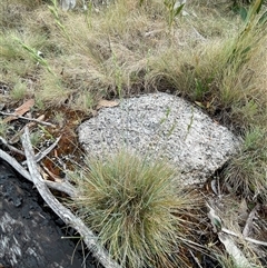 Poa (genus) (A Snow Grass) at Cotter River, ACT - 29 Nov 2024 by nathkay