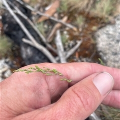 Poa sp. at Cotter River, ACT - 29 Nov 2024