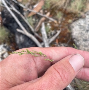 Poa sp. at Cotter River, ACT - 29 Nov 2024