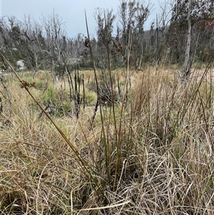 Juncus brevibracteus at Cotter River, ACT - suppressed