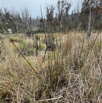 Juncus brevibracteus (Alpine Rush) at Cotter River, ACT - 28 Nov 2024 by nathkay